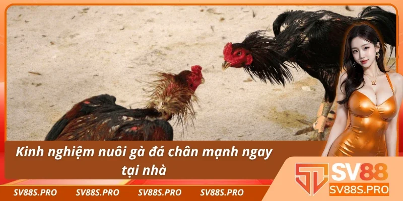 Kinh nghiệm nuôi gà đá chân mạnh tại SV88