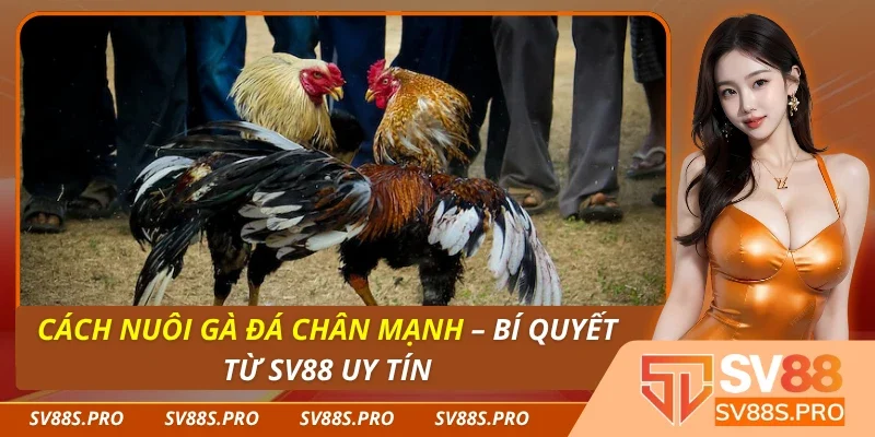 Cách Nuôi Gà Đá Chân Mạnh