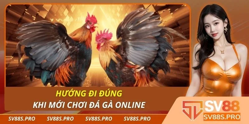 Hướng đi đúng khi mới chơi đá gà online