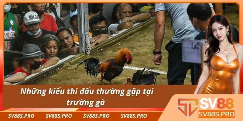 Một số loại hình thi đấu thú vị có mặt tại trường gà C1 Thomo